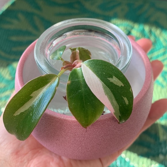 🪴Bundle of 3 mini planters - Picture 6 of 14